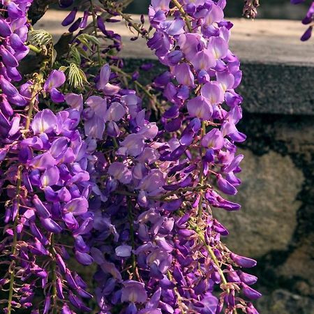 Il Glicine B&B Ristorante Cazzago San Martino ภายนอก รูปภาพ